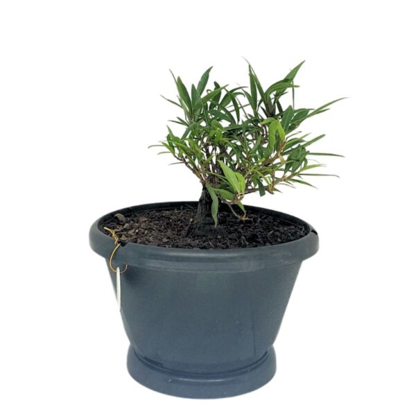 Ficus Nerifolia Pré-Bonsai - Planta preparada para Bonsai - Cód. 04 - Imagem 2
