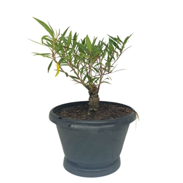 Ficus Nerifolia Pré-Bonsai - Planta preparada para Bonsai - Cód. 05 - Imagem 2