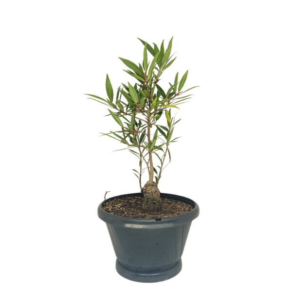 Ficus Nerifolia Pré-Bonsai - Planta preparada para Bonsai - Cód. 01 - Imagem 2