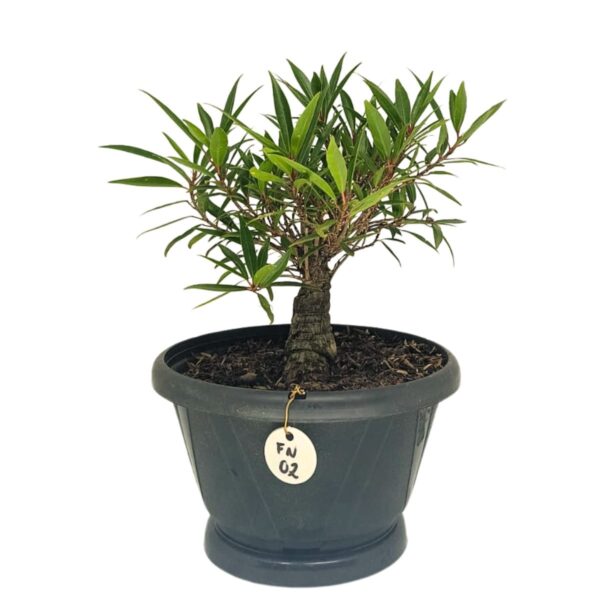 Ficus Nerifolia Pré-Bonsai - Planta preparada para Bonsai - Cód. 02 - Imagem 3