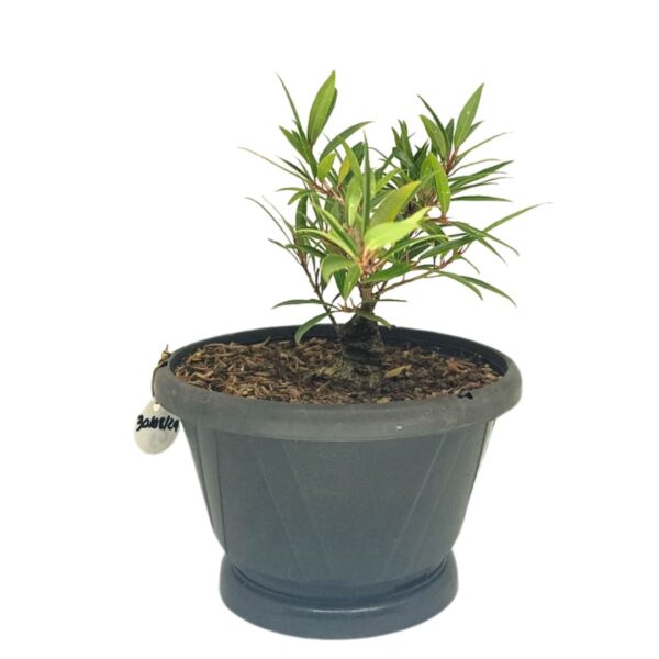 Ficus Nerifolia Pré-Bonsai - Planta preparada para Bonsai - Cód. 03 - Imagem 4