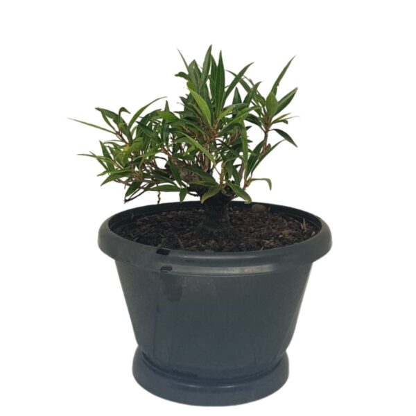 Ficus Nerifolia Pré-Bonsai - Planta preparada para Bonsai - Cód. 04 - Imagem 3