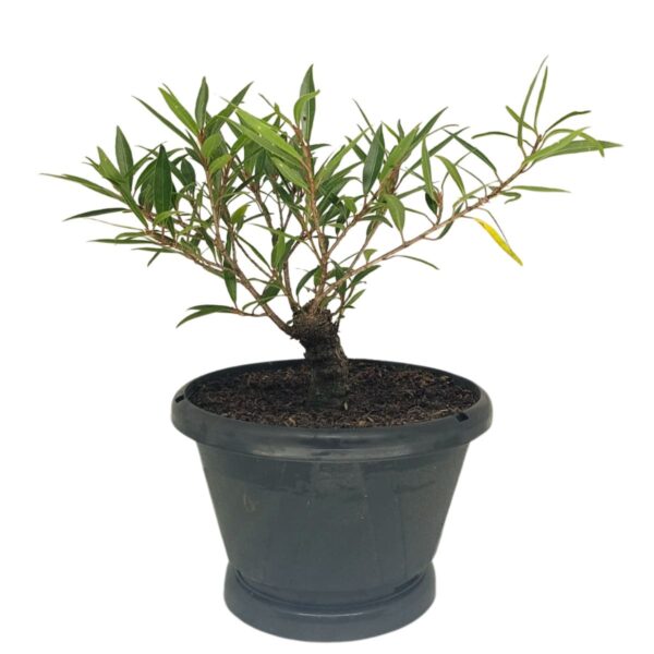 Ficus Nerifolia Pré-Bonsai - Planta preparada para Bonsai - Cód. 05