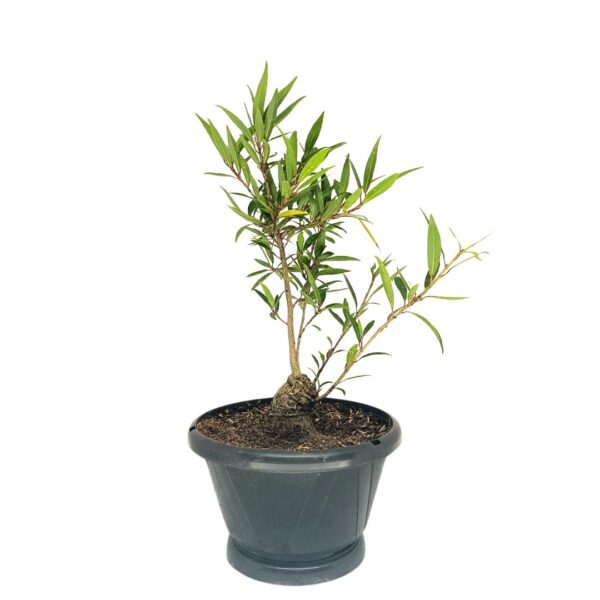 Ficus Nerifolia Pré-Bonsai - Planta preparada para Bonsai - Cód. 01