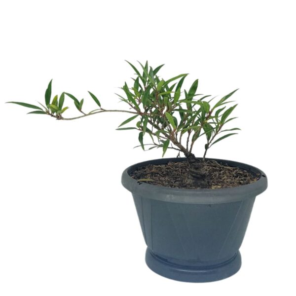 Ficus Nerifolia Pré-Bonsai - Planta preparada para Bonsai - Cód. 03 - Imagem 3