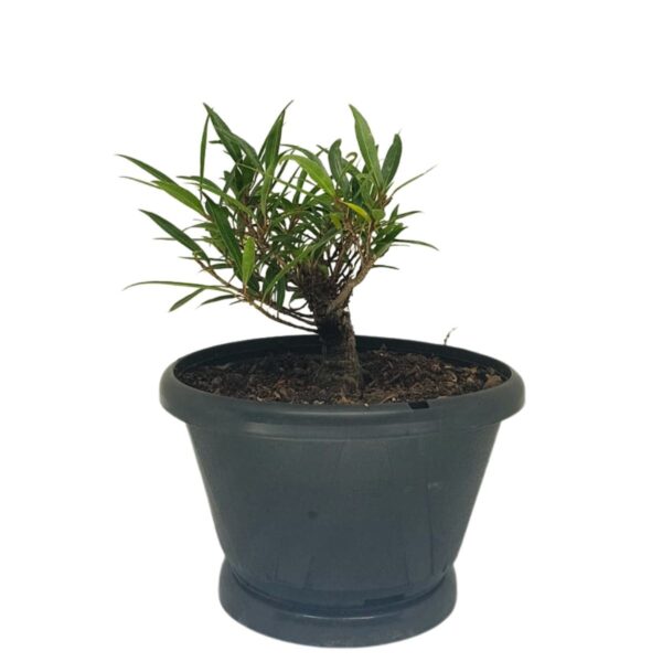 Ficus Nerifolia Pré-Bonsai - Planta preparada para Bonsai - Cód. 04 - Imagem 4