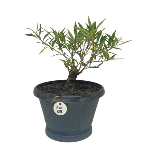 Ficus Nerifolia Pré-Bonsai - Planta preparada para Bonsai - Cód. 05 - Imagem 4
