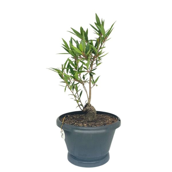 Ficus Nerifolia Pré-Bonsai - Planta preparada para Bonsai - Cód. 01 - Imagem 4