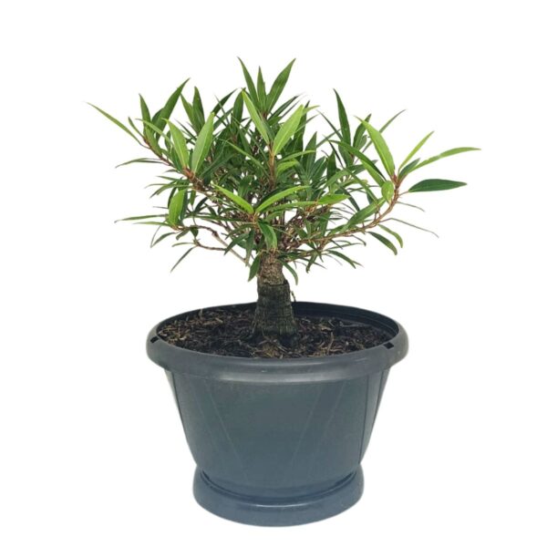 Ficus Nerifolia Pré-Bonsai - Planta preparada para Bonsai - Cód. 02 - Imagem 5