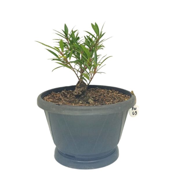 Ficus Nerifolia Pré-Bonsai - Planta preparada para Bonsai - Cód. 03 - Imagem 2
