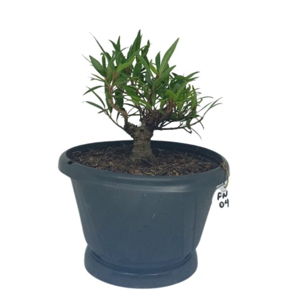 Ficus Nerifolia Pré-Bonsai - Planta preparada para Bonsai - Cód. 04