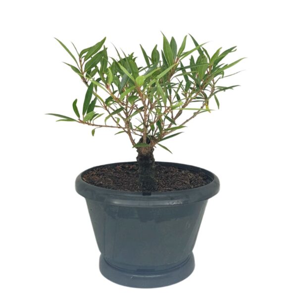 Ficus Nerifolia Pré-Bonsai - Planta preparada para Bonsai - Cód. 05 - Imagem 5