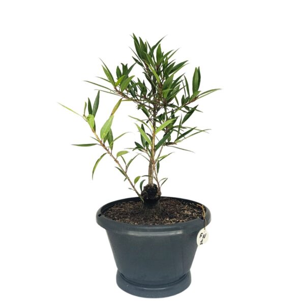 Ficus Nerifolia Pré-Bonsai - Planta preparada para Bonsai - Cód. 01 - Imagem 5