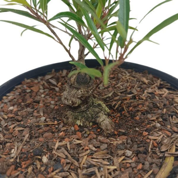 Ficus Nerifolia Pré-Bonsai - Planta preparada para Bonsai - Cód. 03 - Imagem 7