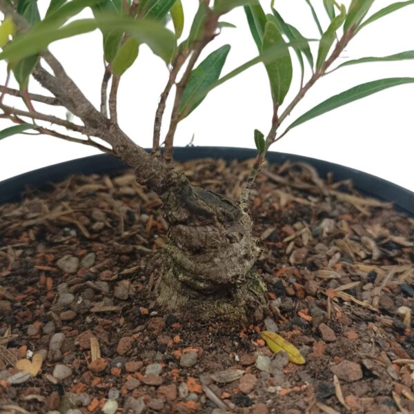 Ficus Nerifolia Pré-Bonsai - Planta preparada para Bonsai - Cód. 03 - Imagem 5