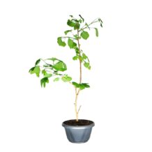 Ginkgo Biloba - Cod-01
