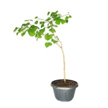 Ginkgo Biloba - Cod-03