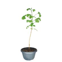 Ginkgo Biloba - Cod-04