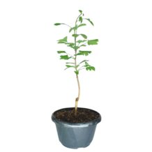 Ginkgo Biloba - Cod-05
